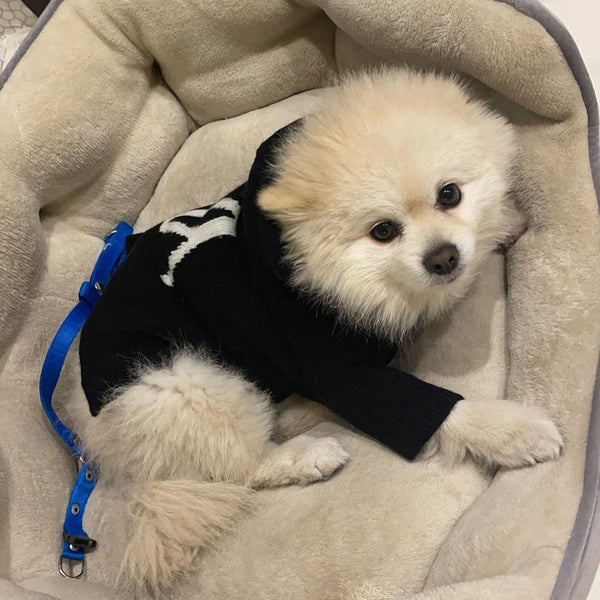 Dog Hoodie with YY Logo Black