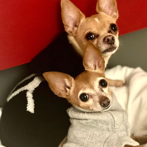 Sudadera para mascota cachemira negra con logo YY